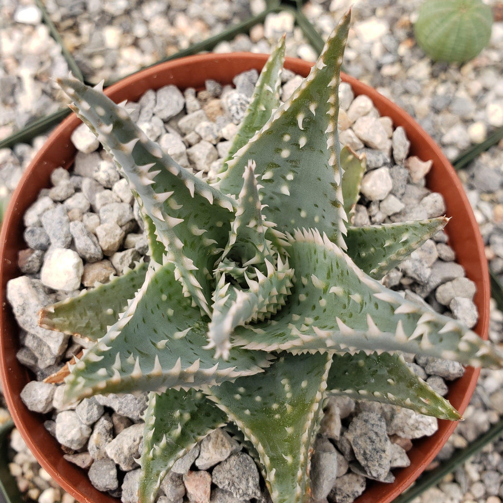Aloe jimmy little gator