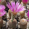 Echinocereus reichenbachii v. minor