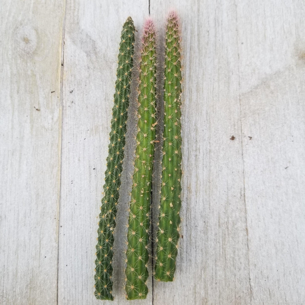Aporocactus flageliformis rat 3 Cuttings