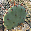 Purple Prickly Pear &