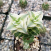 Crassula Perforata Variegata