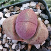 Pleiospilos nelii Royal Flush