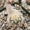 Echinocereus Fitchii