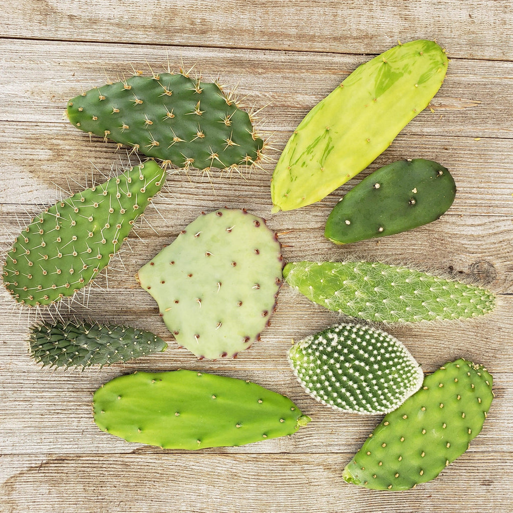 Opuntia pad 3 assorted cuttings