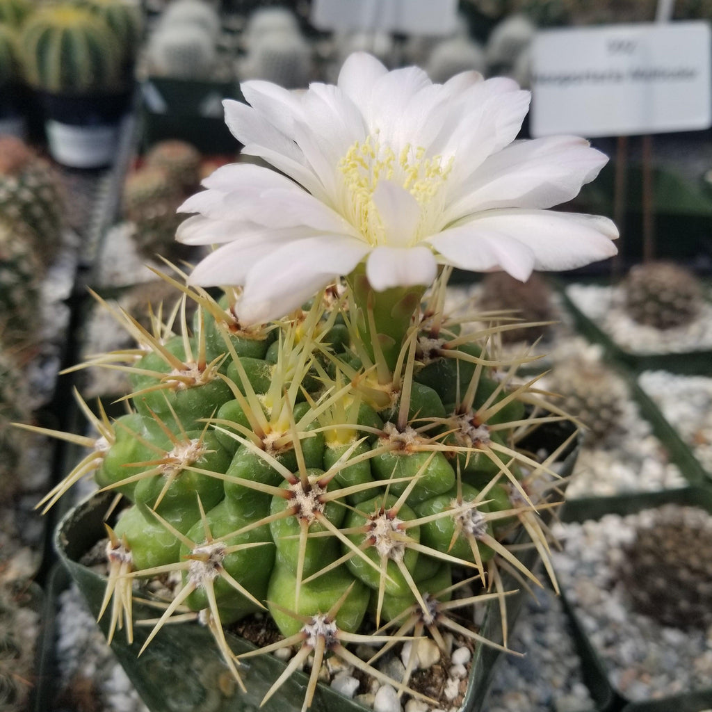 Gymnocalycium monvillei