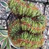 Cereus peruvianus multi-crested