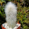 Silver Torch Cactus &