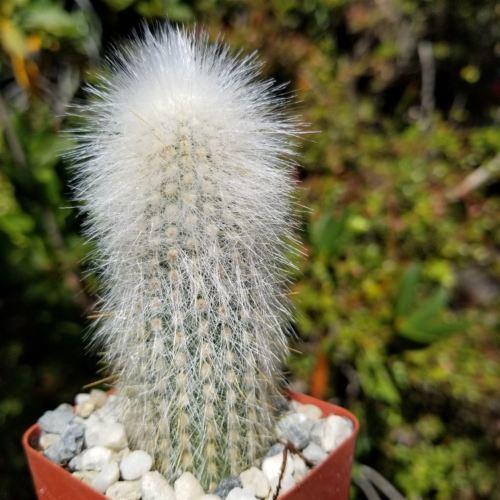 Silver Torch Cactus 'Cleistocactus strausii' -13