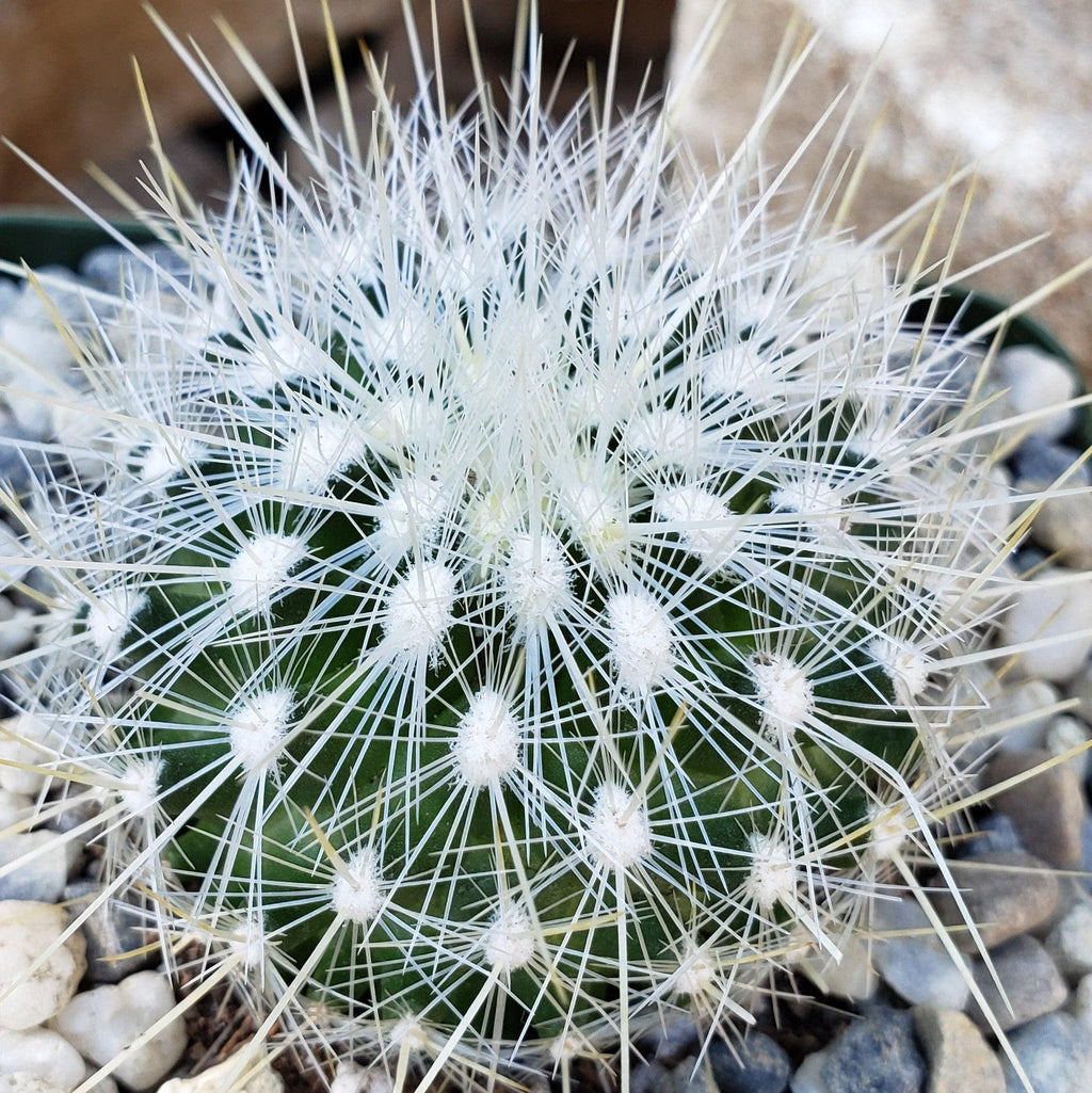 Thelocactus macdowellii