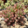 Pink Jellybean Succulent - Sedum rubrotinctum aurora