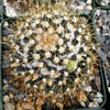 Mammillaria nivosa