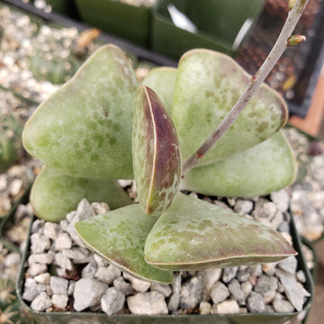 decumbent succulent Adromischus triflorus 'Calico Hearts'