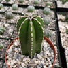 Mexican Fence Post Cactus &