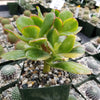 Crassula oblicua Lemon n Lime