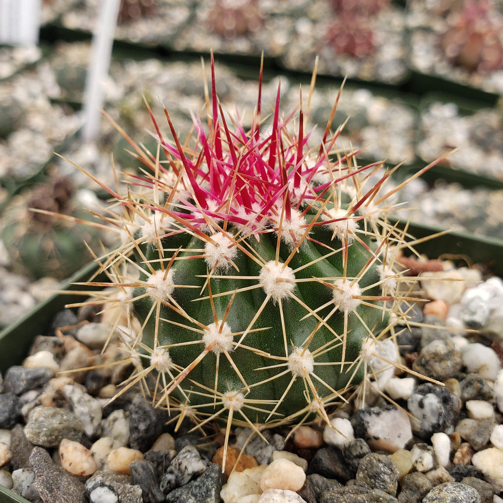 Ferocactus pottsii alamosanus