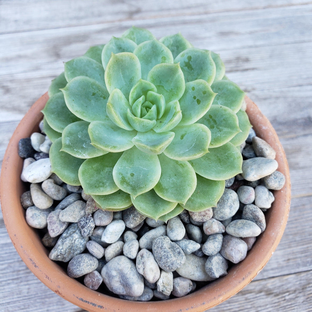 1 Lb 3/8 Arizona river rock Cactus and Succulent Top Soil Dressing