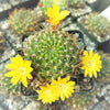 Sulcorebutia muschii