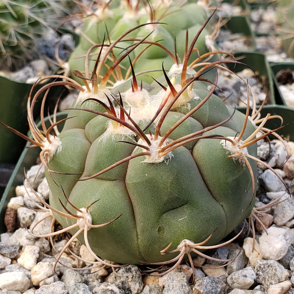 Gymnocalycium tomina