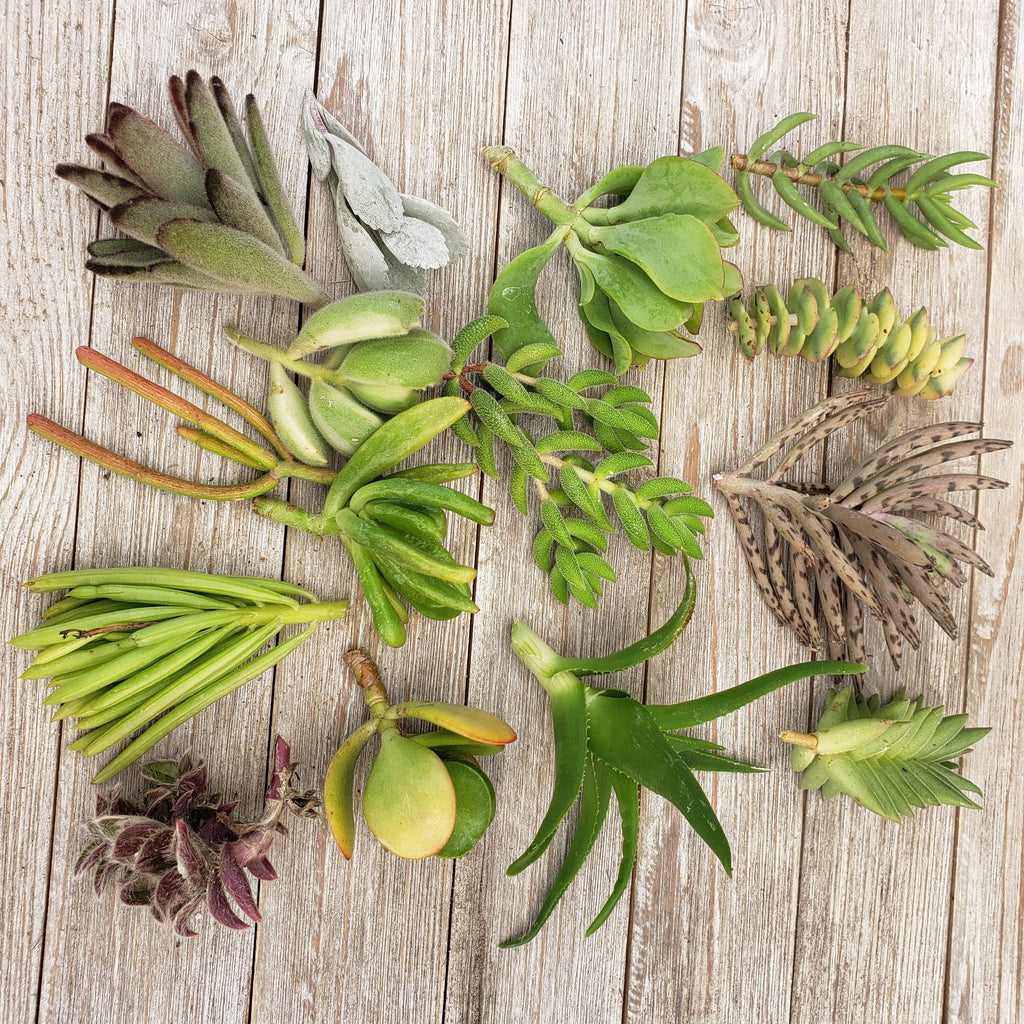 30 Assorted Succulent Cuttings