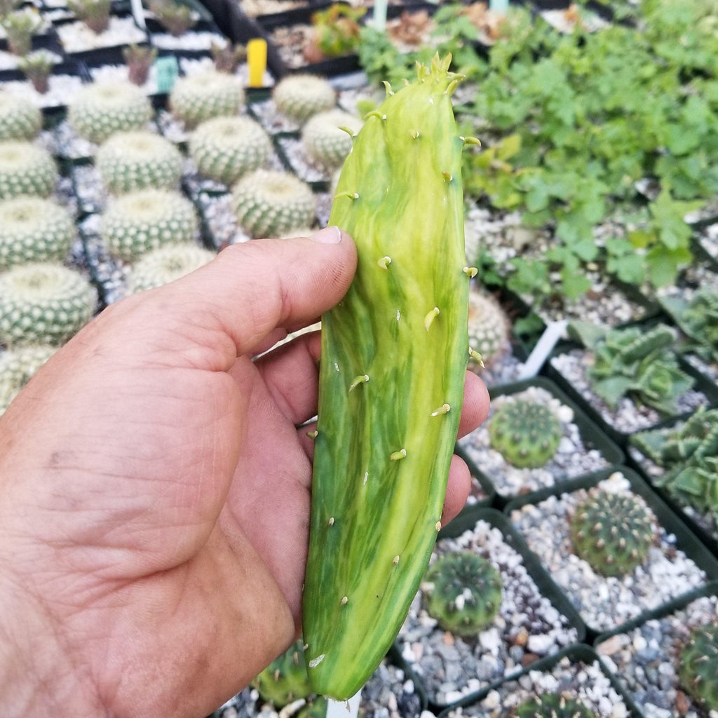 Opuntia stardust pad cutting
