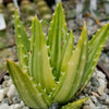 Golden Toothed Aloe - Aloe nobilis variegata