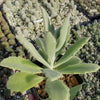 Kalanchoe Beharensis Roseleaf