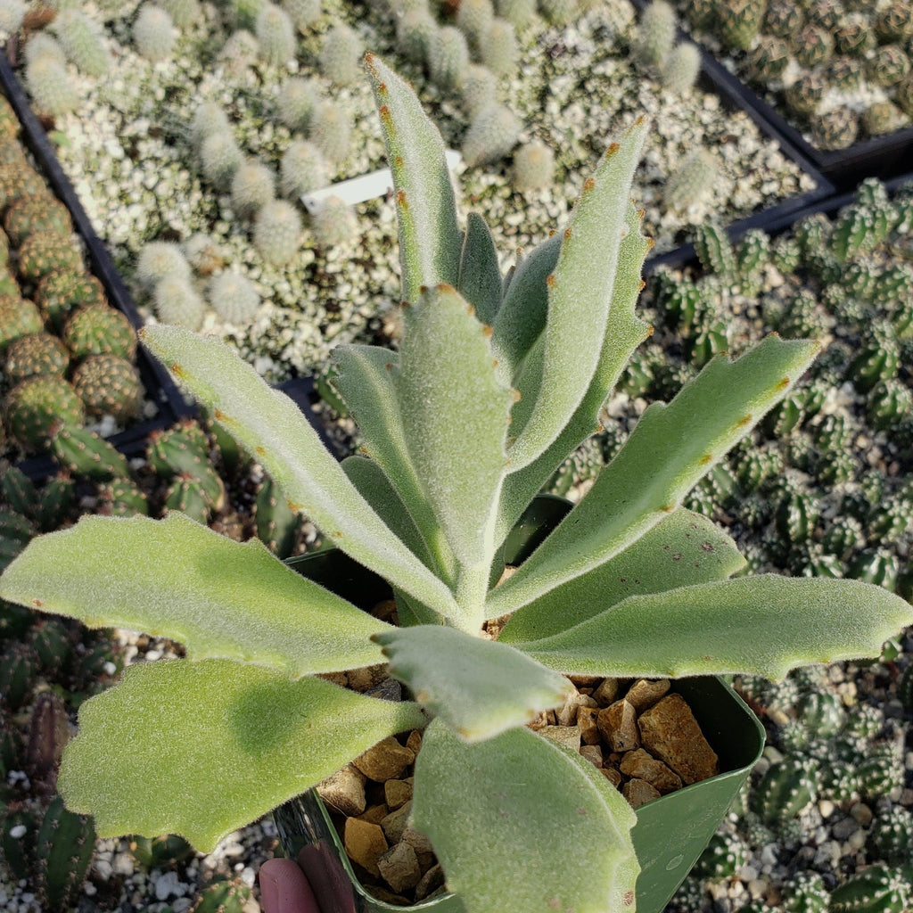 Kalanchoe Beharensis Roseleaf
