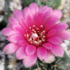 Gymnocalycium schreiteri