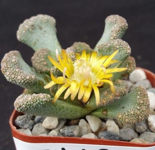 concrete leaf succulent Titanopsis calcarea