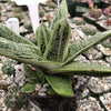 Gasteria Little Warty