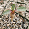 euphorbia iharanae