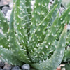 Aloe Humilis