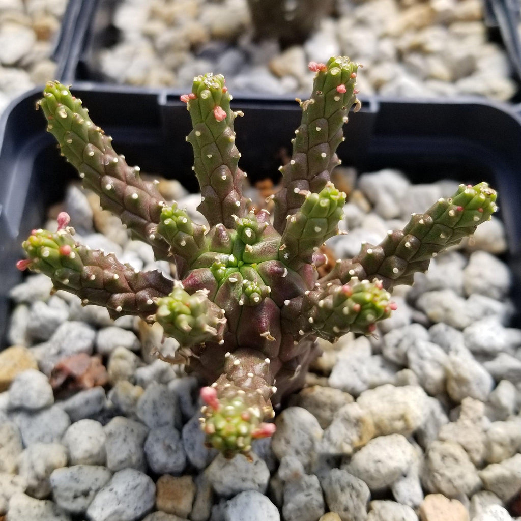 Euphorbia gamkaensis