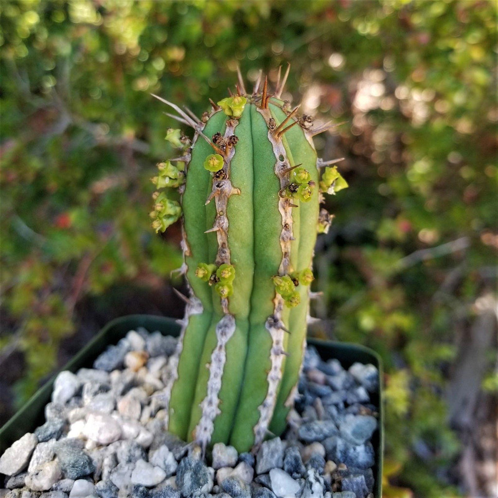 Euphorbia handiensis