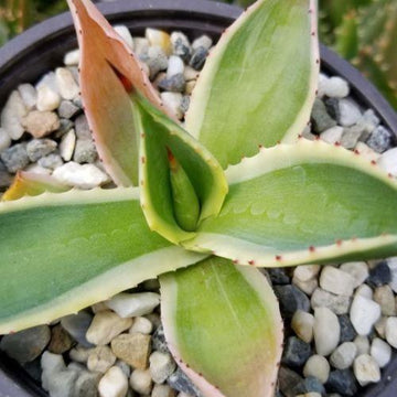 Buy Agave guiengola 'Creme Brulee' Online