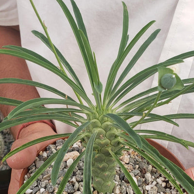 Euphorbia pubiglans large