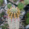 Euphorbia mammillaris variegata