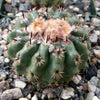 Parodia oculta