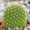 Opuntia microdasys Bunny Ears cutting