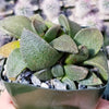 Aloinopsis rubrolineata