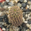 Euphorbia suppressa