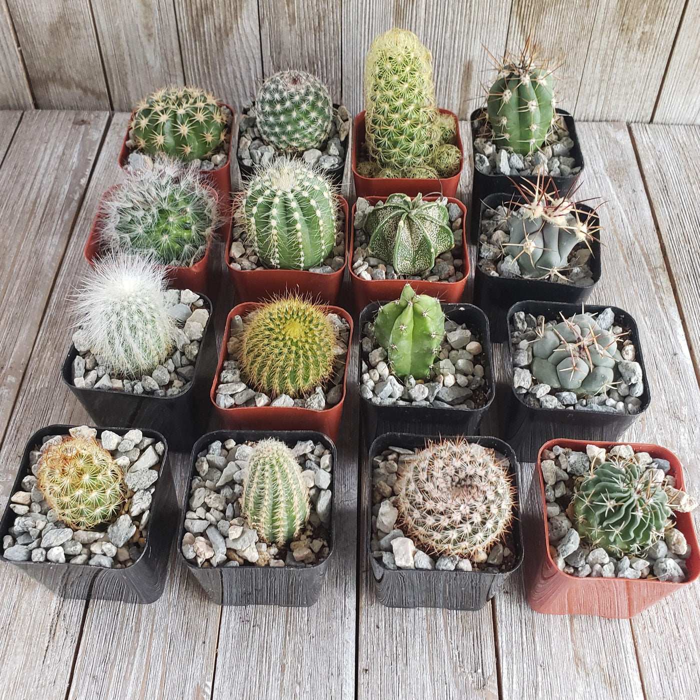 Assorted 2-Inch Cactus (16-Pack)
