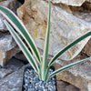 Dianella tasmanica variegata