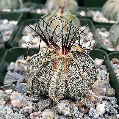 Astrophytum capricorne goats horns
