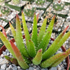 Aloe vera chinensis