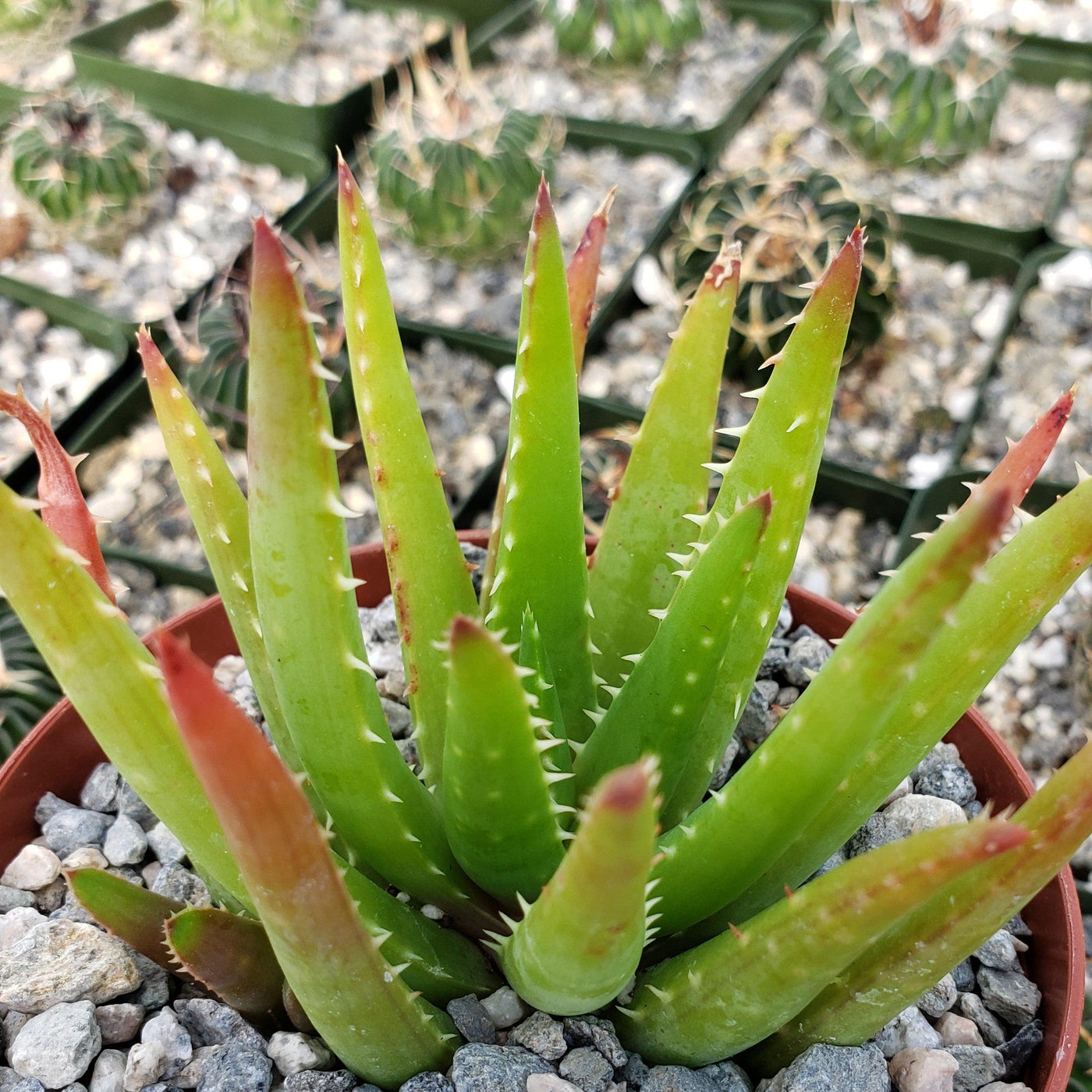 medicinal aloe vera plant care Buy Aloe Chinensis Online