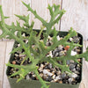 Euphorbia stenoclada