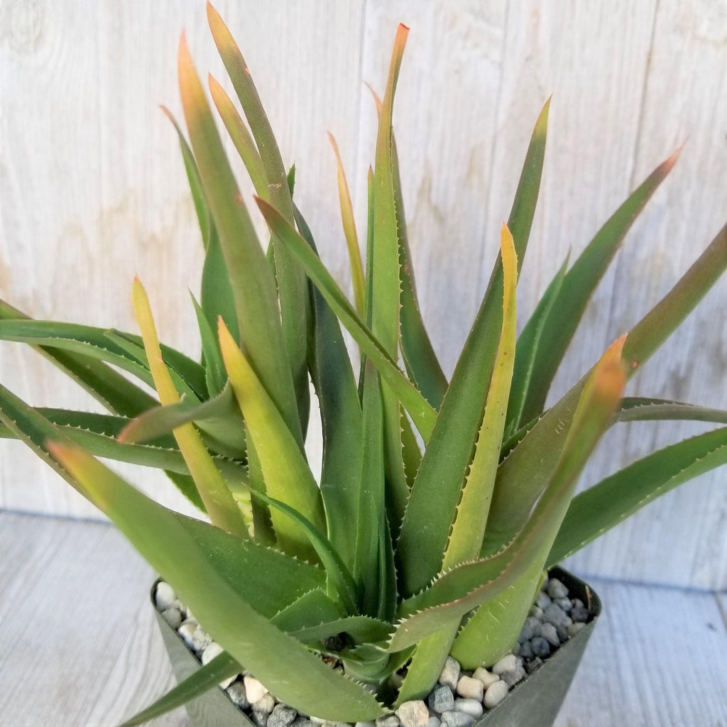 Climbing Aloe – Aloe ciliaris