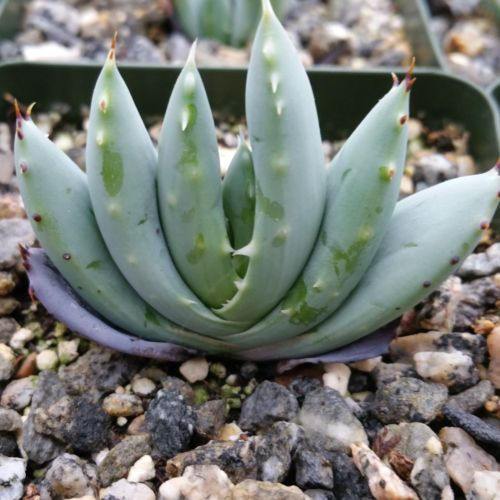 Aloe longistyla