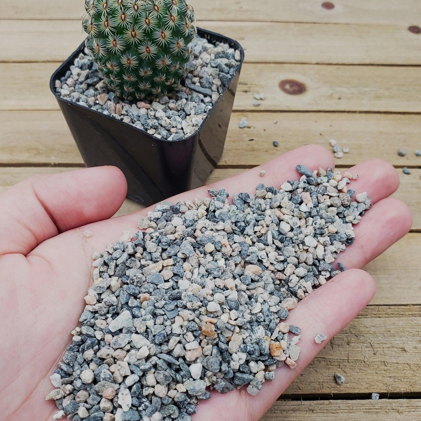 pebbles on top of soil indoor plants 1lb #10 Grid Top Soil Dressing Pebbles for seed germination – Planet Desert